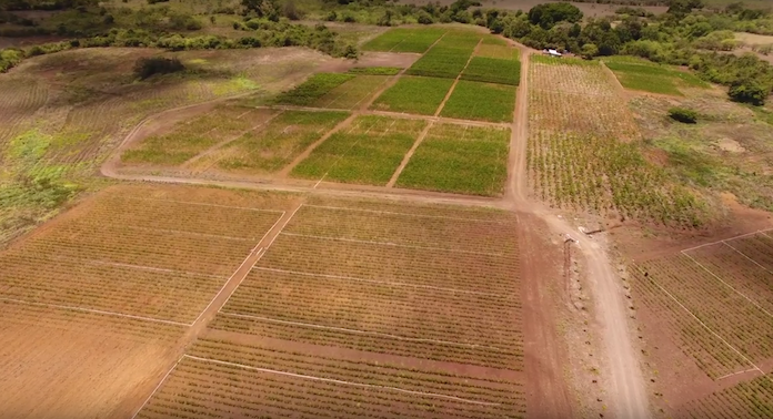 Die Drohne der TIMBERFARM GmbH aus Düsseldorf zeigt im Sommer 2017 eine Plantage der Timberfarm GmbH in Panama mit angeblich 600.000 Kautschuksetzlingen, die Alleininhaber Maximimlian Norbert Breidenstein (33) aus Kaarst in NRW nun peu a peu für 72,27 Euro pro Stück ohne Land, in das sie gepflanzt werden, an Kommanditisten verkauft © Youtube/TIMBERFARM GmbH